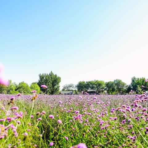 《爱丽丝幕间物语攻略：伊甸园骄傲打法揭秘》