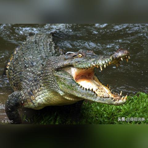 潜行游戏盘点：揭秘热门潜行游戏排行！