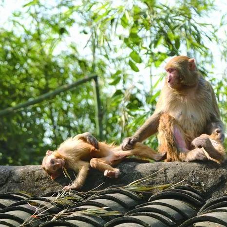 夏日祭先祖位置揭秘：光遇玩家必看攻略！