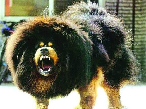 《十大热门狗狗游戏盘点：哪款最适合你？》