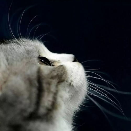 《热力猫游盘点：十大热门猫咪游戏推荐》