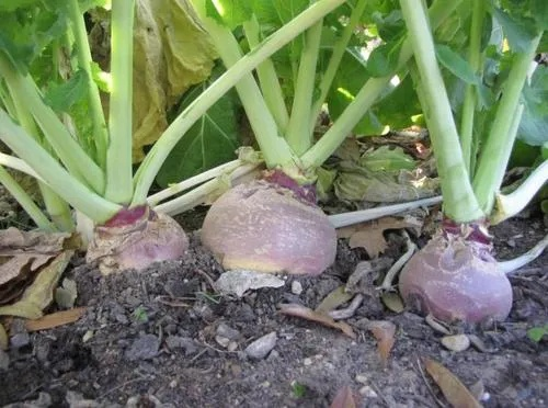 四季物语芜菁种植攻略:轻松培育巨型芜菁秘籍 四季物语芜菁种植攻略:轻松培育巨型芜菁秘籍