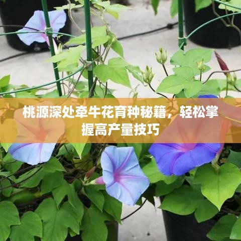 桃源深处牵牛花育种秘籍，轻松掌握高产量技巧