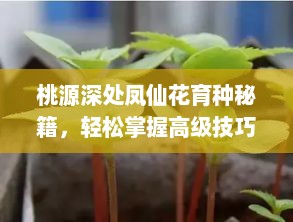 桃源深处凤仙花育种秘籍，轻松掌握高级技巧