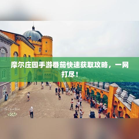 摩尔庄园手游番茄快速获取攻略，一网打尽！