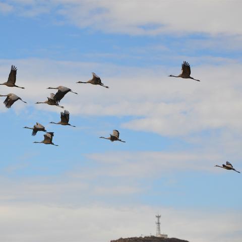 《热门鸟游戏盘点:十大人气鸟类游戏推荐》 《热门鸟游戏盘点:十大人气鸟类游戏推荐》