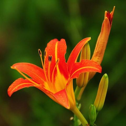 烧脑大师母亲节快乐第7关攻略：穿针技巧大揭秘