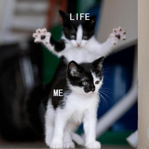 热辣盘点！2023最热门宠物游戏TOP10，养宠乐趣无限！