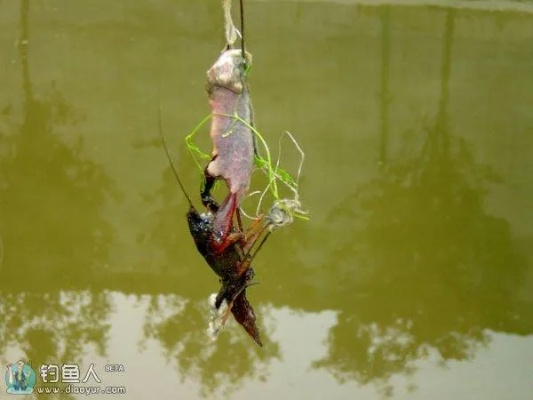 华夏虾蟹钓法揭秘：钓鱼达人必看垂钓秘境