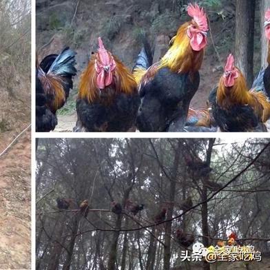 农业游戏盘点：精选十大热门好玩游戏推荐，不容错过！