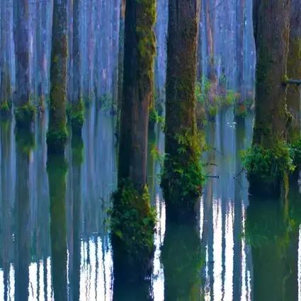 宝可梦探险迷幻森林7-4通关攻略：高效技巧解锁秘境