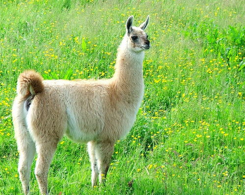 羊驼王羊驼攻略：揭秘小森生活霓影羊驼捕捉技巧