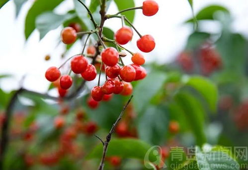 樱桃树种植攻略：小森生活樱桃用途大揭秘，解锁丰收秘密