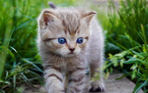 《猫亲密度提升攻略》揭秘高效互动技巧 《猫亲密度提升攻略》揭秘高效互动技巧