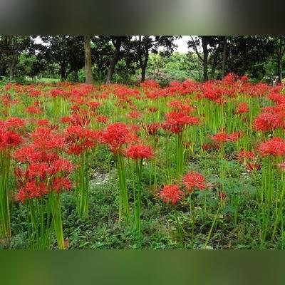 宝可梦探险阴湿森林2-1通关攻略：轻松掌握阴森秘境通关技巧