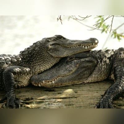 生存之志2新手快速入门必看！解锁游戏高阶技巧攻略