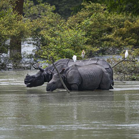 独角犀牛捕捉攻略揭秘:解锁宝可梦大探险神秘技能食谱 独角犀牛捕捉攻略揭秘:解锁宝可梦大探险神秘技能食谱