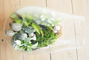 胡桃日记绿植装饰功效解析，性价比之选！