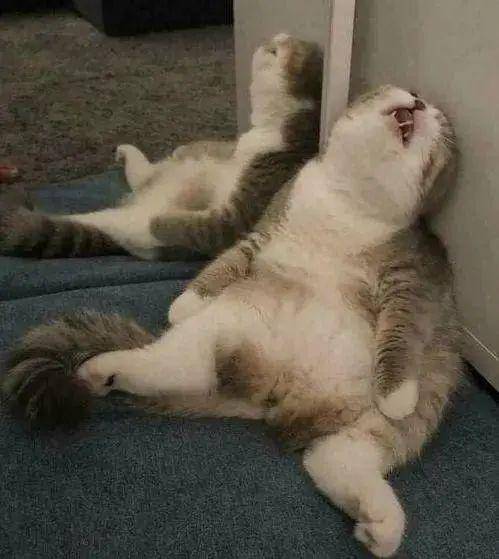 小森生活猫咪安置攻略：轻松掌握家中安置技巧