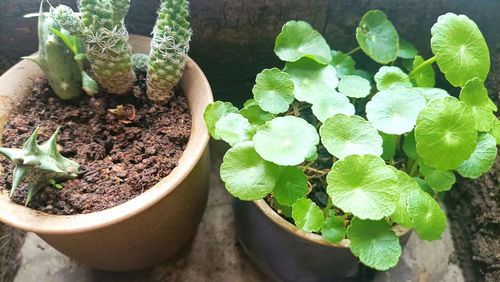 小森生活西兰花种植技巧揭秘：高效播种攻略分享