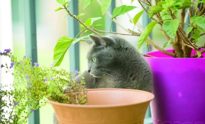 《花花与幕间剧》猫薄荷攻略：深度体验解锁新技巧