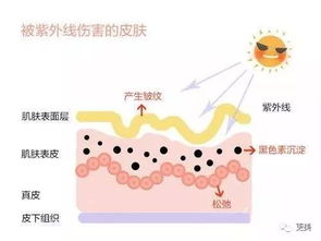 弹力果冻伤害解析：黑绒绒VS白绒绒，深度剖析新视角