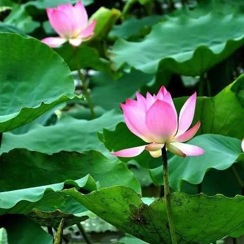 江湖悠悠荷花蛋制作攻略：解锁美味新境界