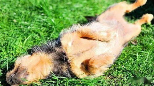 土拨鼠不出洞？揭秘小森生活高效出洞技巧攻略