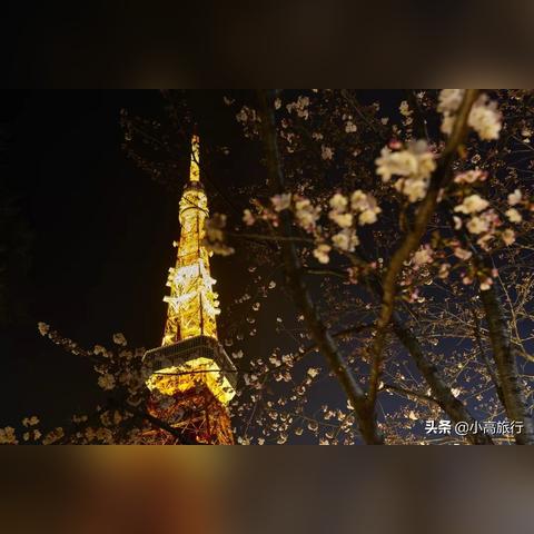 樱花树烛火高效收集技巧，揭秘光遇独特收集方法攻略