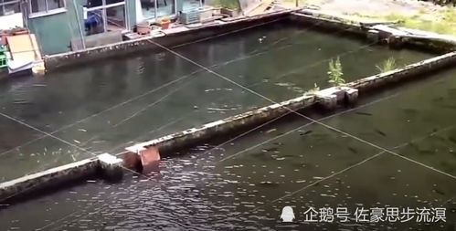 鲫鱼垂钓胜地揭秘：小森生活钓鱼好去处推荐