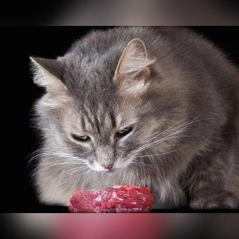 猫游戏盘点：精选趣味猫类游戏推荐，不容错过的猫游盛宴