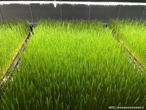 牧草循环致富秘诀:种田高手必看高效赚钱攻略 牧草循环致富秘诀:种田高手必看高效赚钱攻略