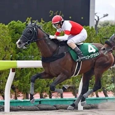 赛马娘东海帝王养成攻略:高效角色培养秘诀大公开 赛马娘东海帝王养成攻略:高效角色培养秘诀大公开