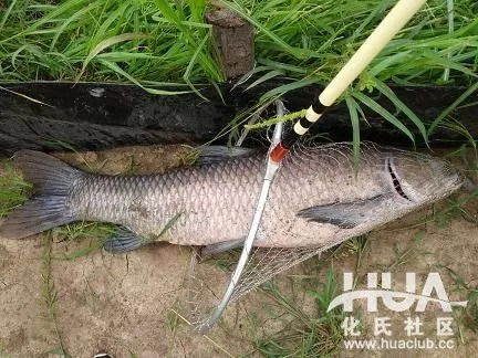 青鱼聚集地揭秘:小森生活钓鱼圣地攻略 青鱼聚集地揭秘:小森生活钓鱼圣地攻略