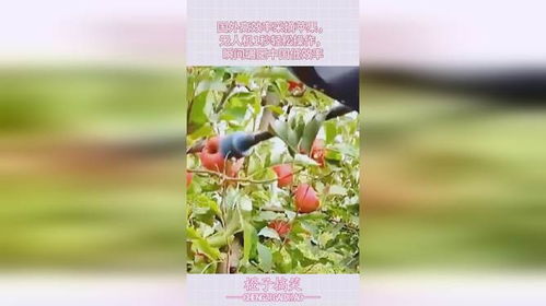 甜酒流八月瓜攻略：解锁高效种田技巧，轻松升级！