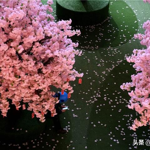 樱花节装扮大揭秘!光遇玩法攻略全解析,不容错过! 樱花节装扮大揭秘!光遇玩法攻略全解析,不容错过!