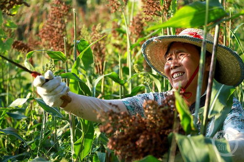 老农种树种子快速成长秘诀：高效种植攻略大揭秘