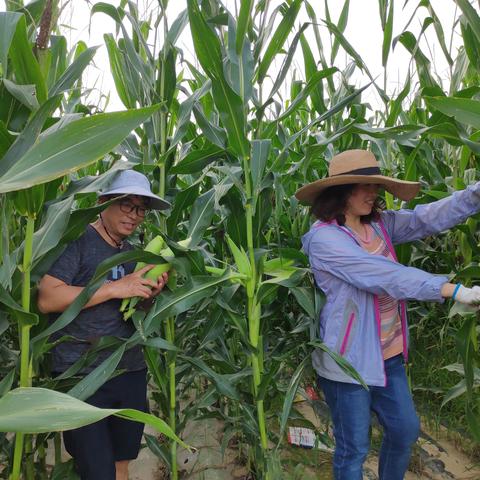 老农种树种子邻居赠送技巧，轻松解锁邻里互助新玩法