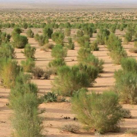 老农种树剧情触发攻略揭秘，深度玩法解析必看！