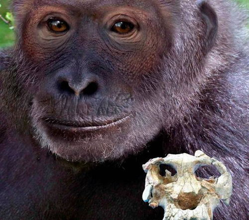 烧脑大师第97关猩猩尾巴揭秘！高效攻略助你轻松通关