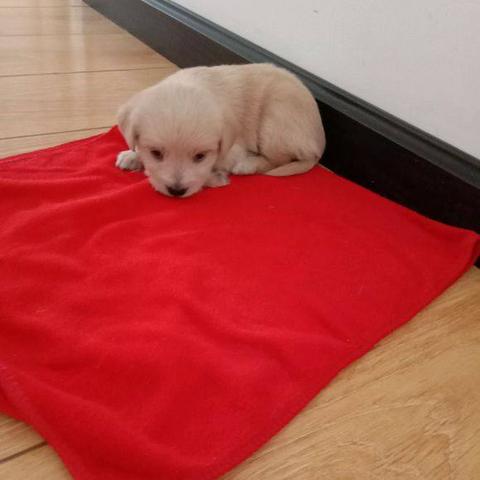 香肠派对抱起技巧揭秘：轻松掌握高能操作攻略