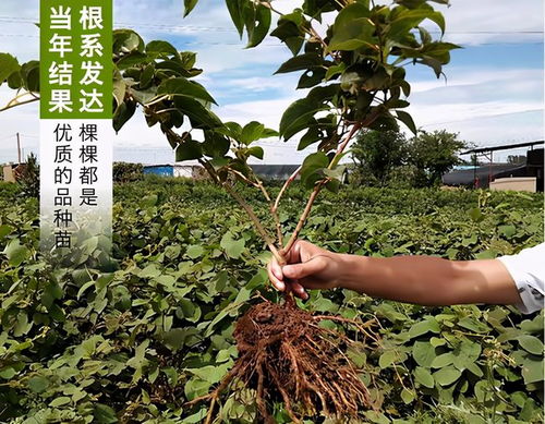 老农种树星座玩法揭秘：独家解锁全新种植乐趣