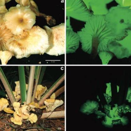 光遇荧光小菇位置速查！揭秘隐藏荧光小菇全攻略