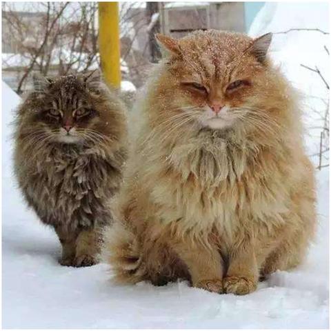 十大精选猫游戏盘点：揭秘最受欢迎的猫咪游戏排行