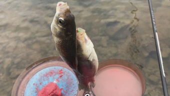 渔场钓鱼必胜攻略：揭秘小小勇者高效捕鱼技巧