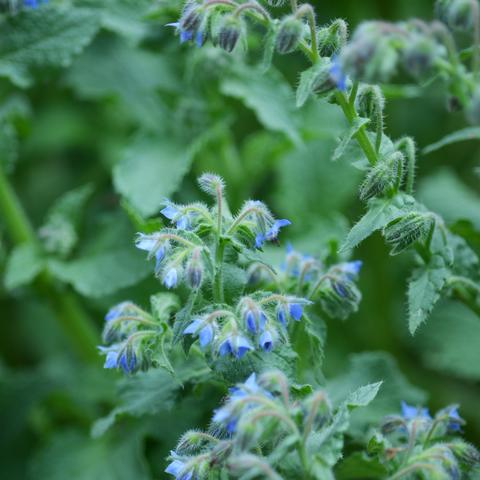 重生细胞园丁三把钥匙获取攻略：高效秘籍解锁技巧大揭秘