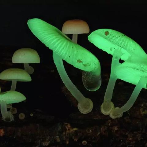 揭秘光遇荧光小菇隐藏位置攻略，轻松解锁神秘之地