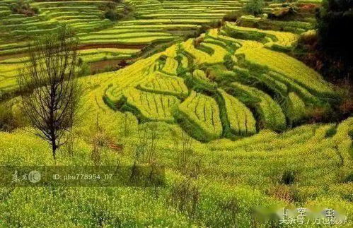 江南百景图稻棉轮作攻略:高效种植技巧揭秘,轻松提升收益 江南百景图稻棉轮作攻略:高效种植技巧揭秘,轻松提升收益