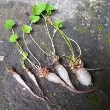 四叶草剧场萝卜获取攻略：揭秘高效获取途径