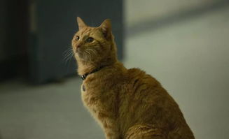 灵猫属性解析:橘舌舌攻略,解锁橘猫最强技能 灵猫属性解析:橘舌舌攻略,解锁橘猫最强技能